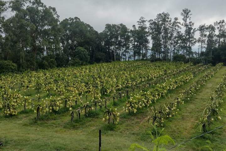 Foto da plantação do Recanto da Pitaya em Bela Vista da Caroba. 