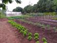 Projeto de Capacitação em Horticultura da UEM