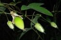 Pesquisadores da Unicentro descobrem nova espécie vegetal de planta medicinal