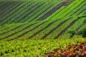 Paraná comemora Dia da Agroecologia como líder nacional em alimentos orgânicos