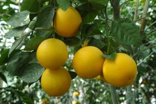 Estudo inédito avalia prejuízos causados por doença no plantio de citros