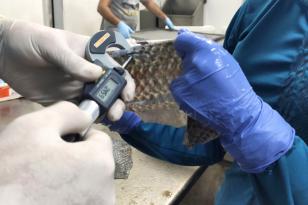 UEM estuda uso da pele de peixes para a medicina, principalmente em queimaduras