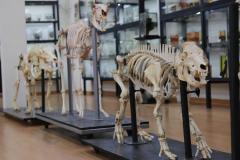 Após modernização e inclusão de QRCodes, UEL reabre Museu de Anatomia para visitação