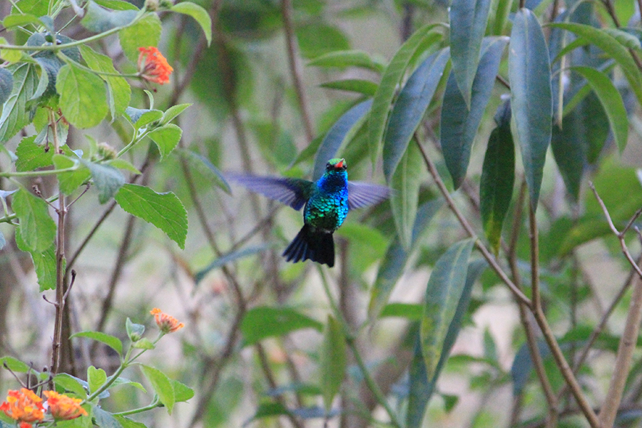 Alunos da UENP catalogam aves em Bandeirantes para incentivar a preservação