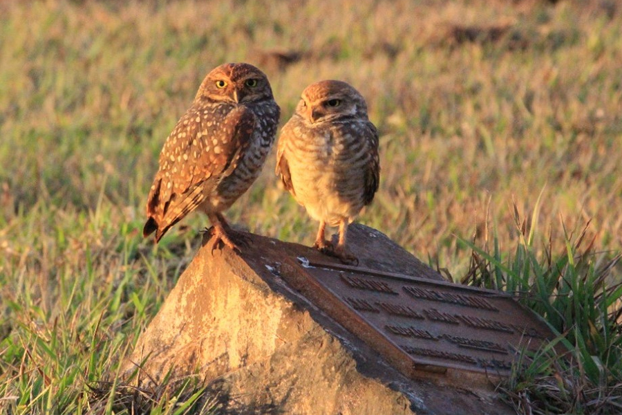 Alunos da UENP catalogam aves em Bandeirantes para incentivar a preservação