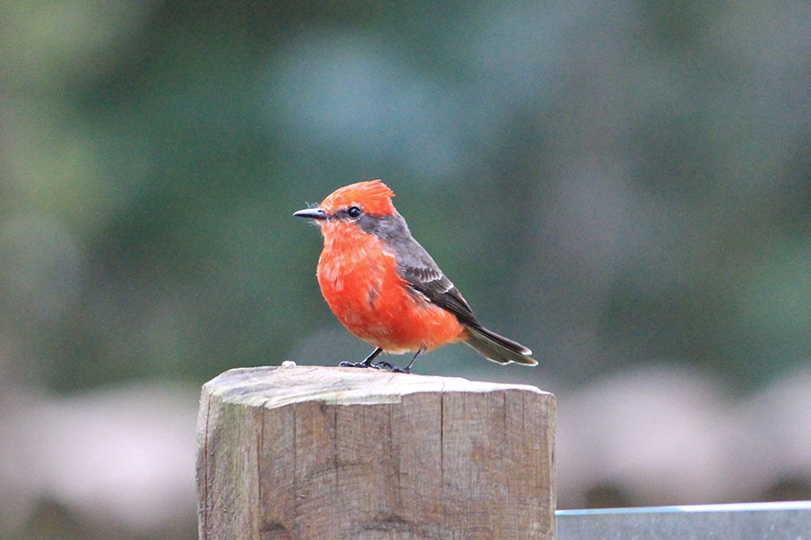 Alunos da UENP catalogam aves em Bandeirantes para incentivar a preservação