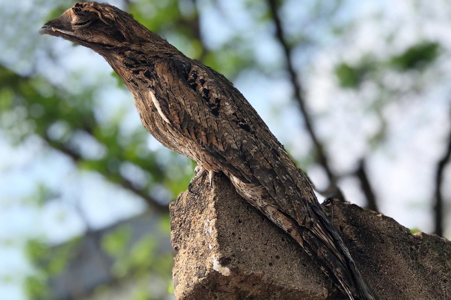 Alunos da UENP catalogam aves em Bandeirantes para incentivar a preservação