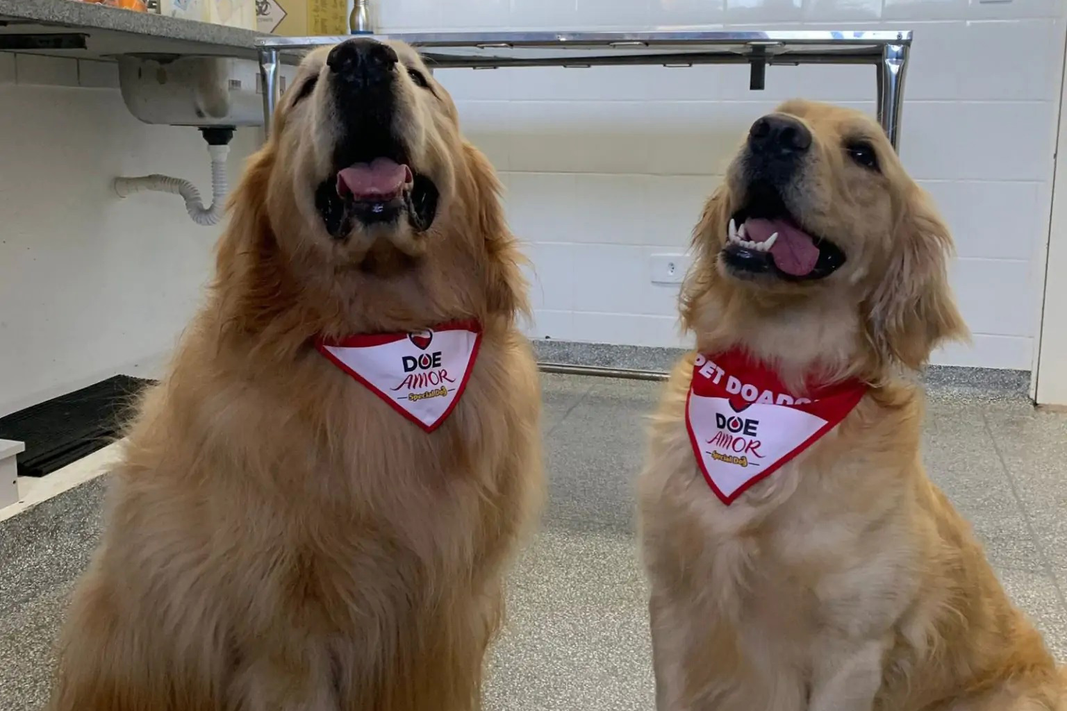 Laboratório da UEL busca novos doadores de sangue para transfusão em cães