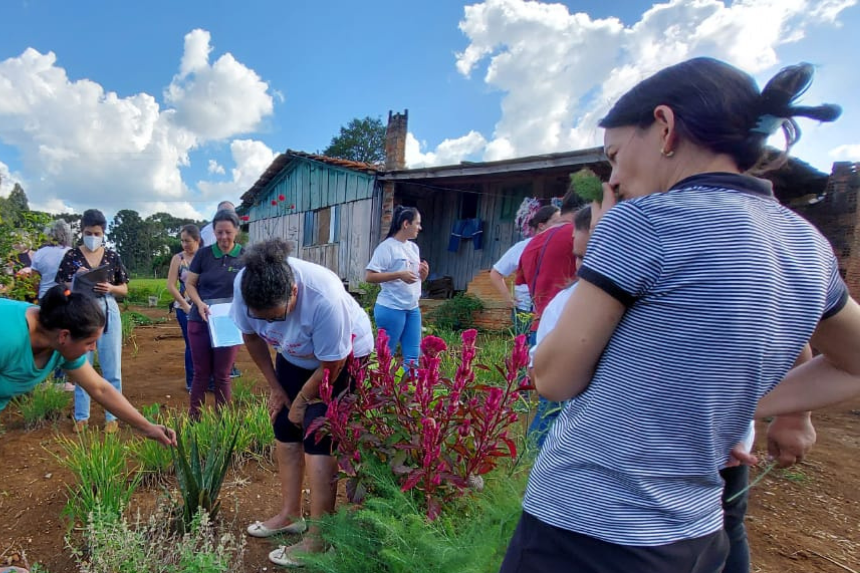 Projeto da Unicentro incentiva uso de plantas medicinais para gerar renda a agricultoras