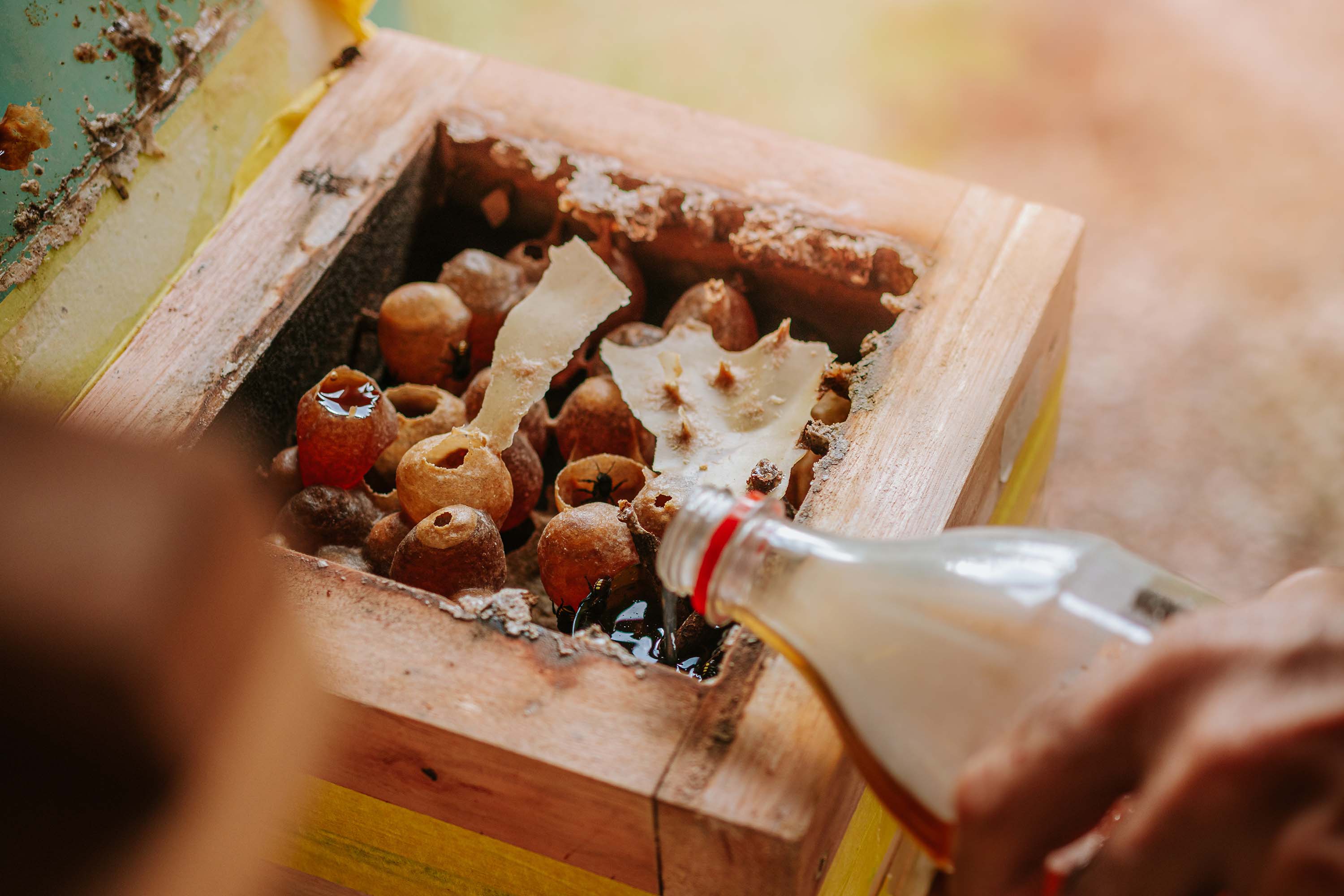 Com apoio do Estado, projeto que estimula produção de mel em Morretes completa um ano