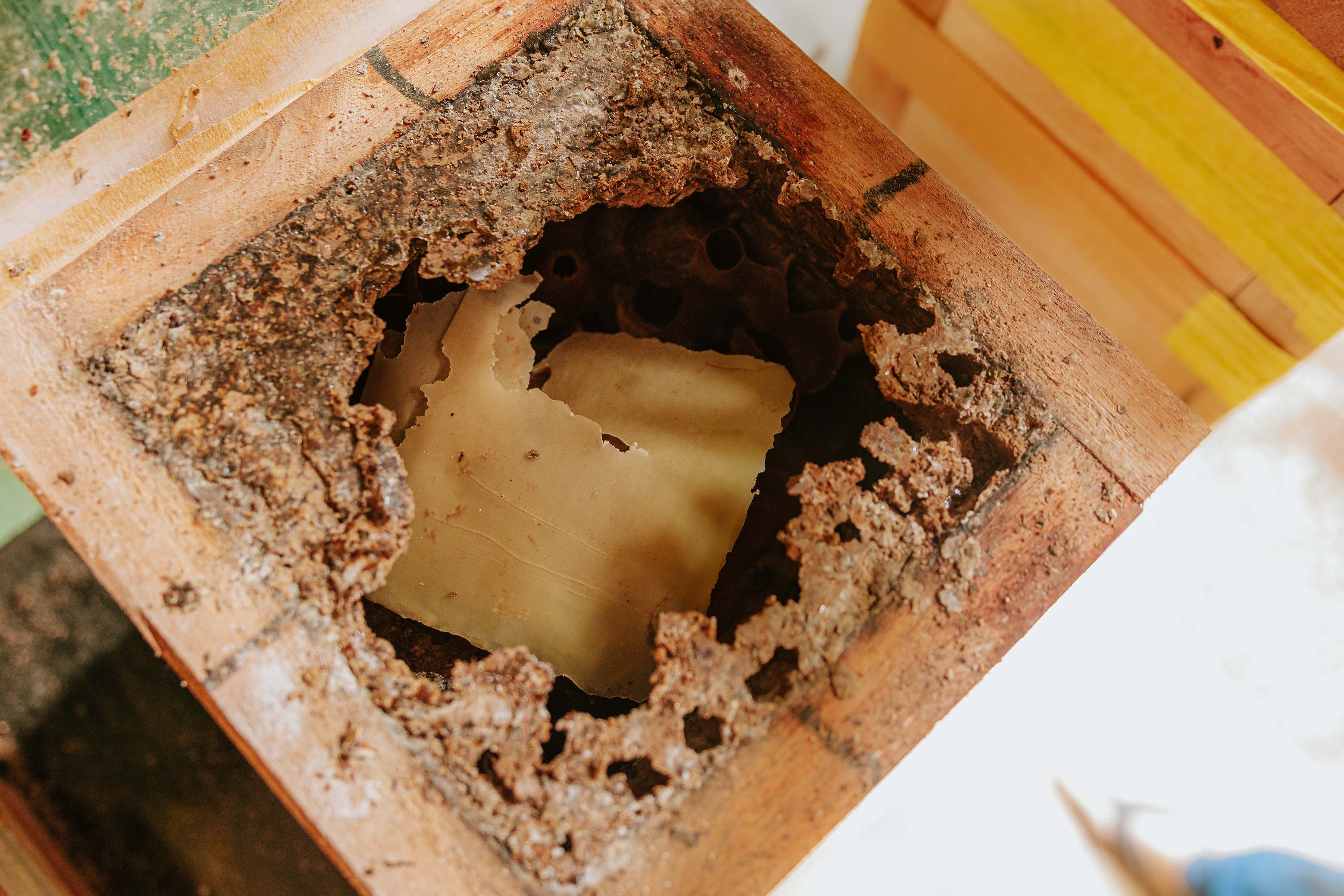 Com apoio do Estado, projeto que estimula produção de mel em Morretes completa um ano