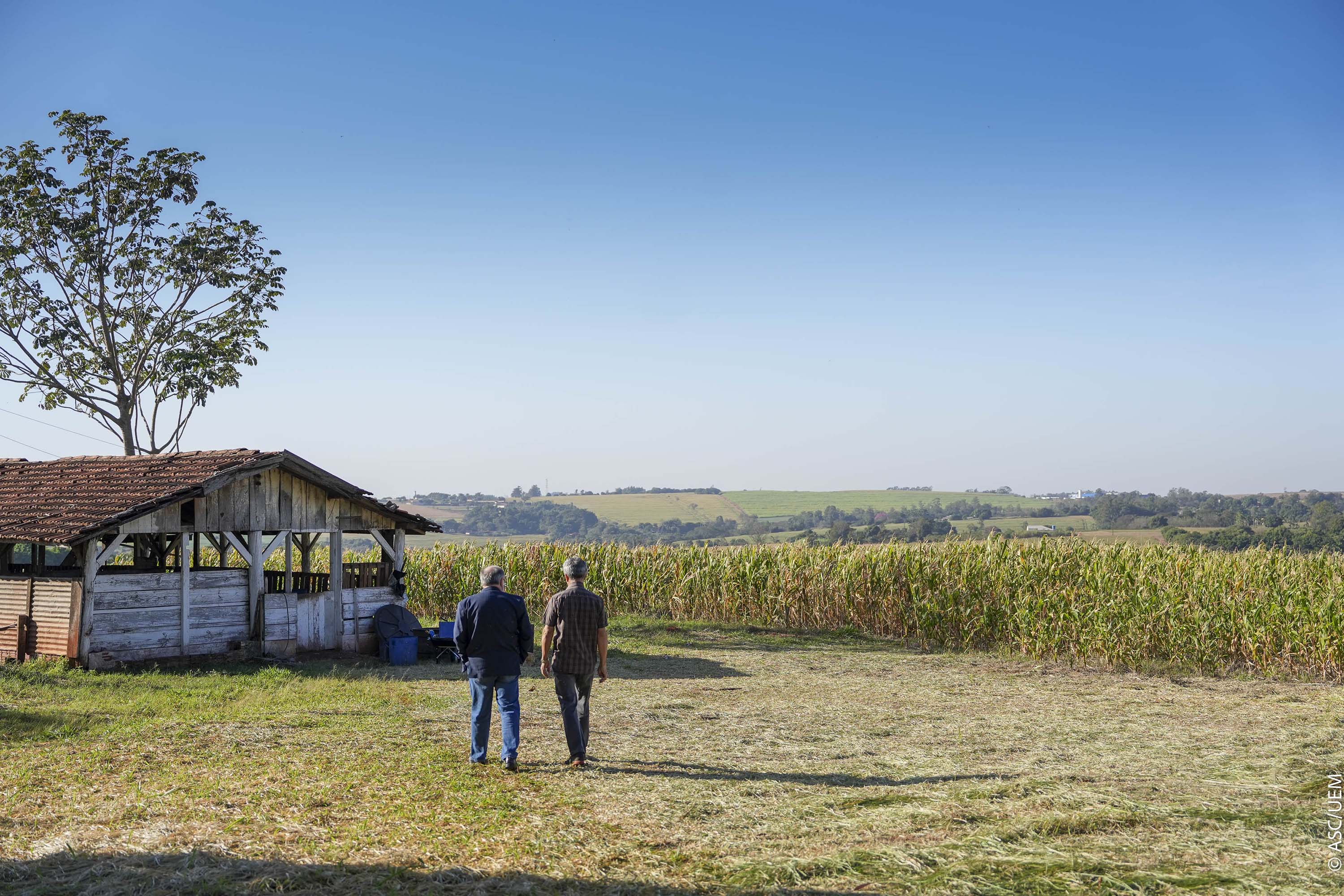 Projeto de extensão da UEM promove cultivo de alimentos para pessoas em recuperação
