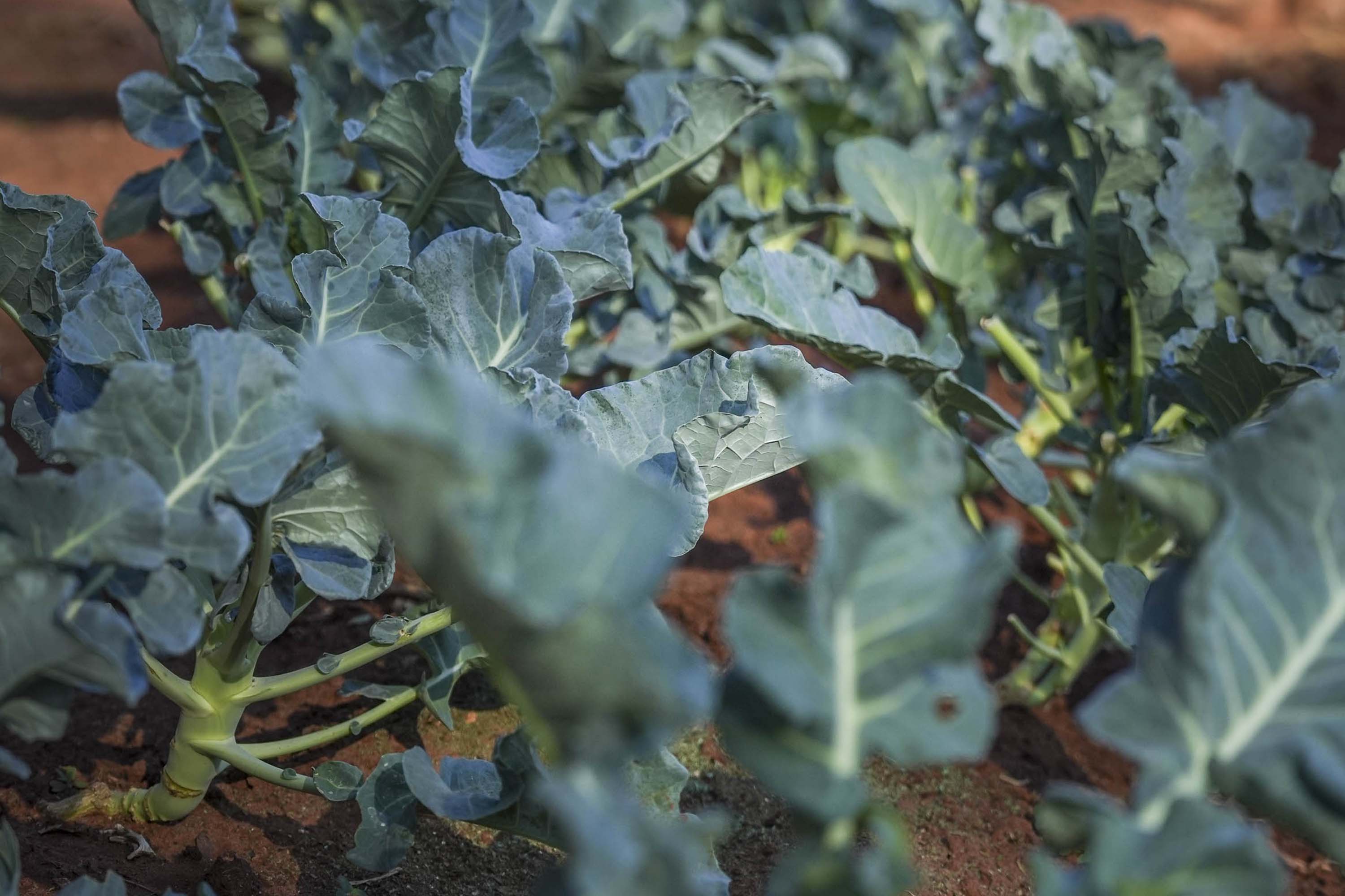 Projeto de extensão da UEM promove cultivo de alimentos para pessoas em recuperação