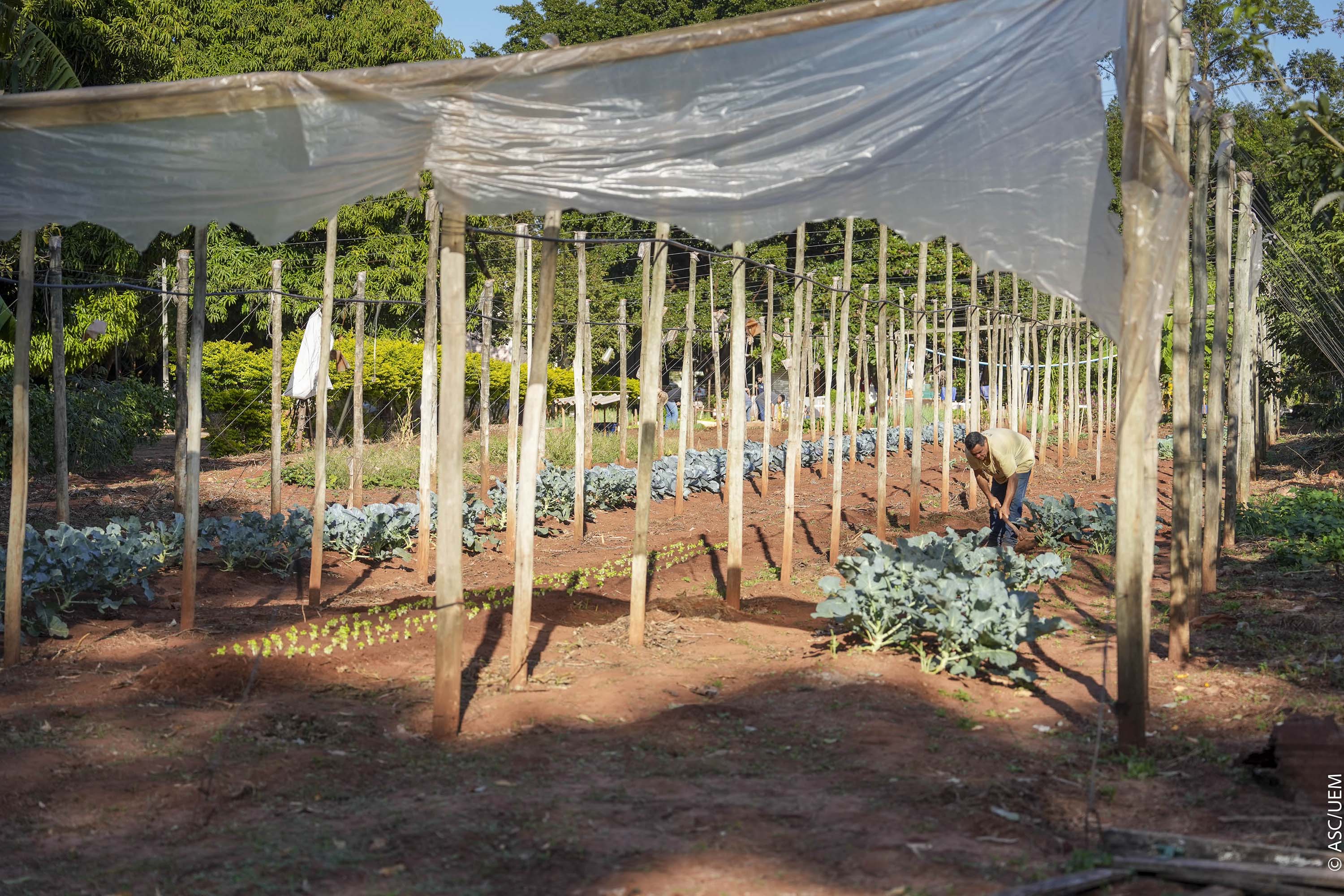 Projeto de extensão da UEM promove cultivo de alimentos para pessoas em recuperação