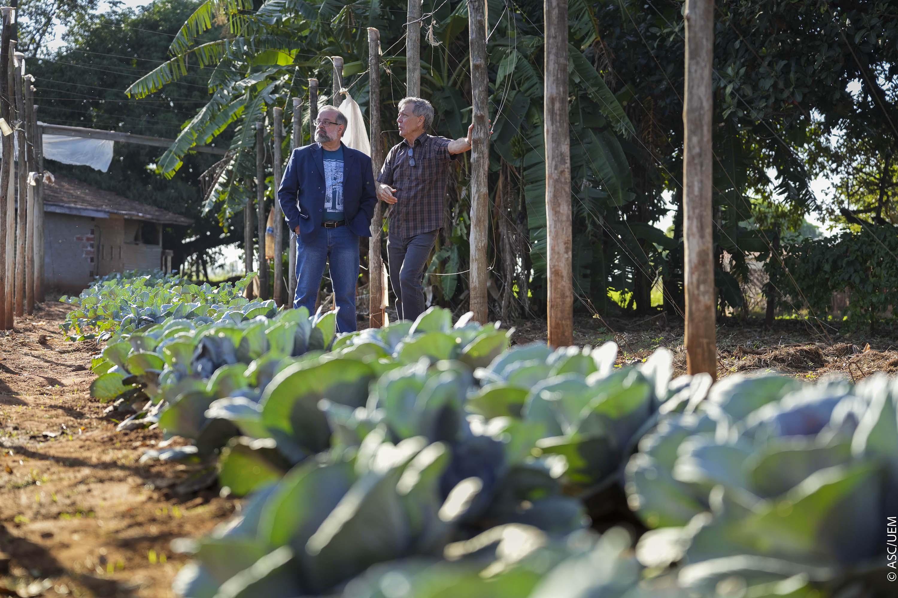Projeto de extensão da UEM promove cultivo de alimentos para pessoas em recuperação