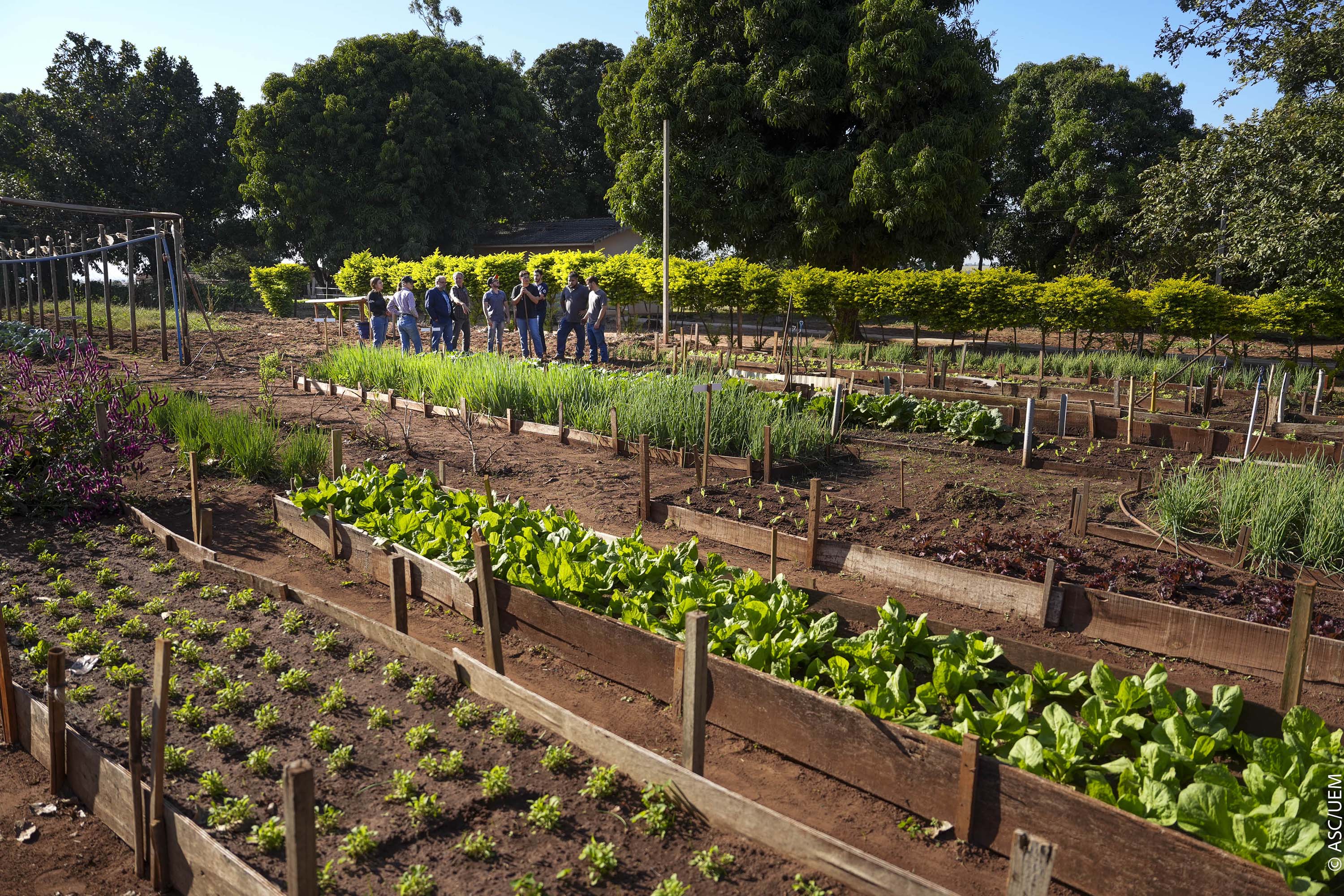 Projeto de extensão da UEM promove cultivo de alimentos para pessoas em recuperação