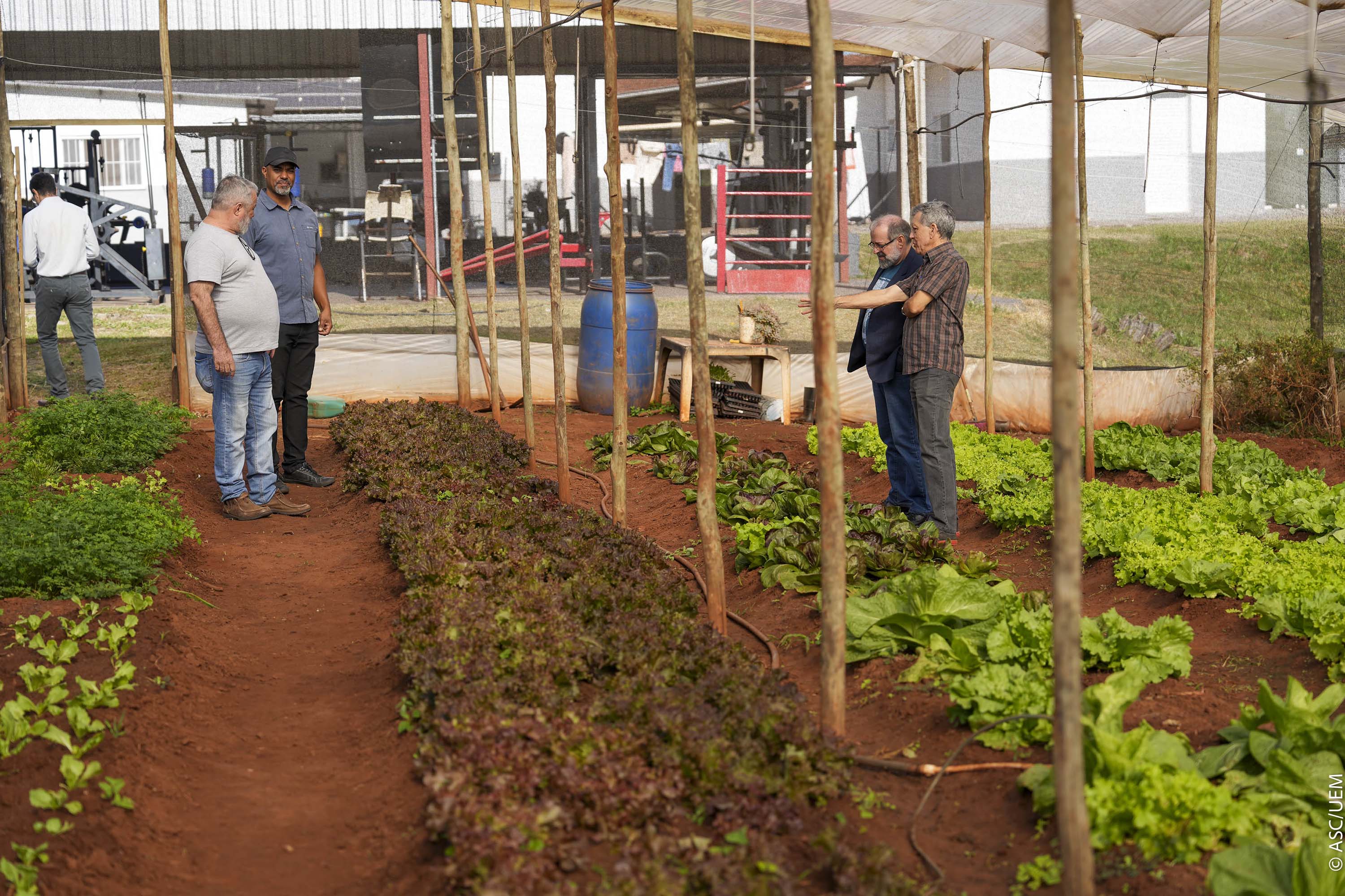 Projeto de extensão da UEM promove cultivo de alimentos para pessoas em recuperação