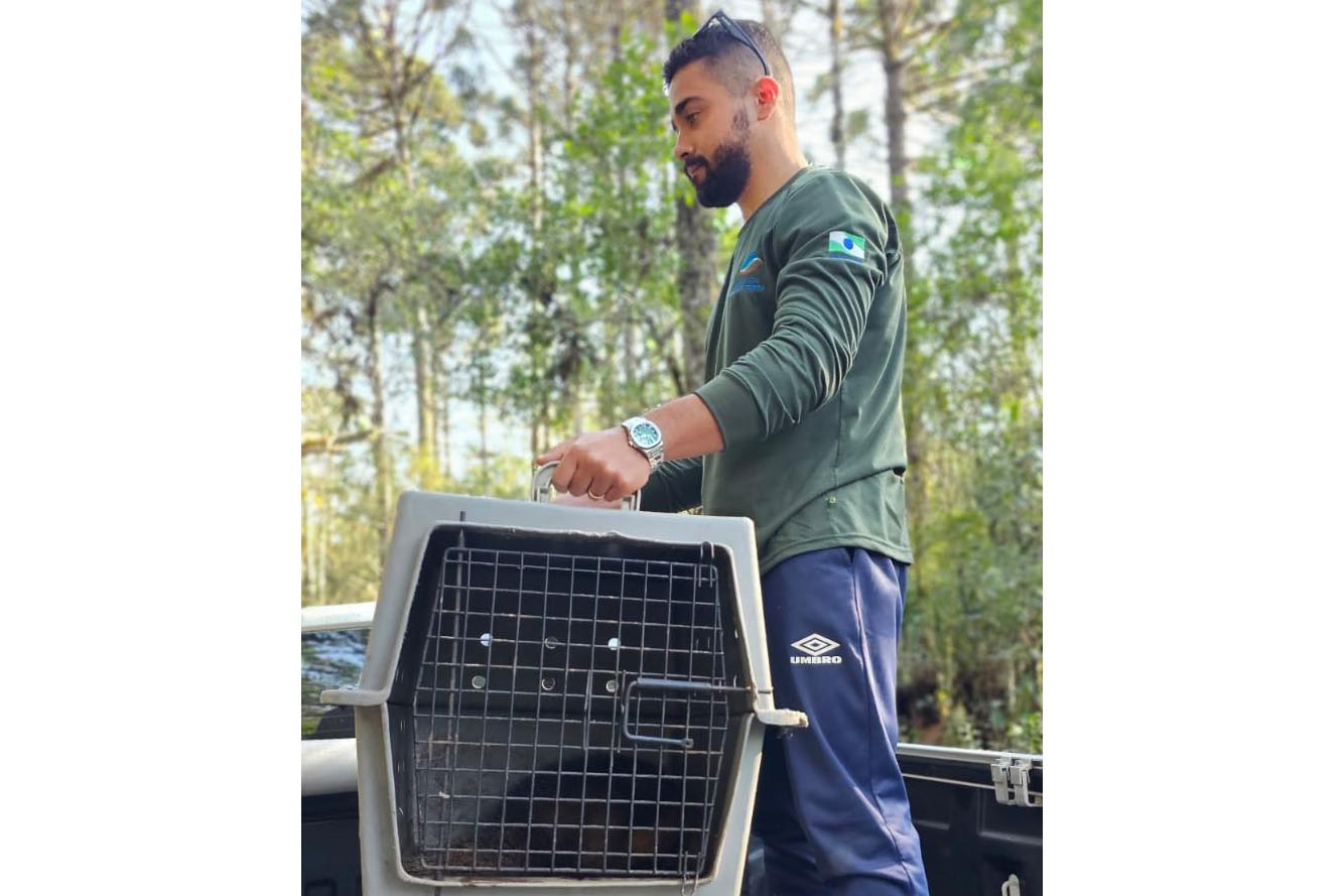 IAT devolve à natureza tamanduá-mirim encontrado por moradores em General Carneiro