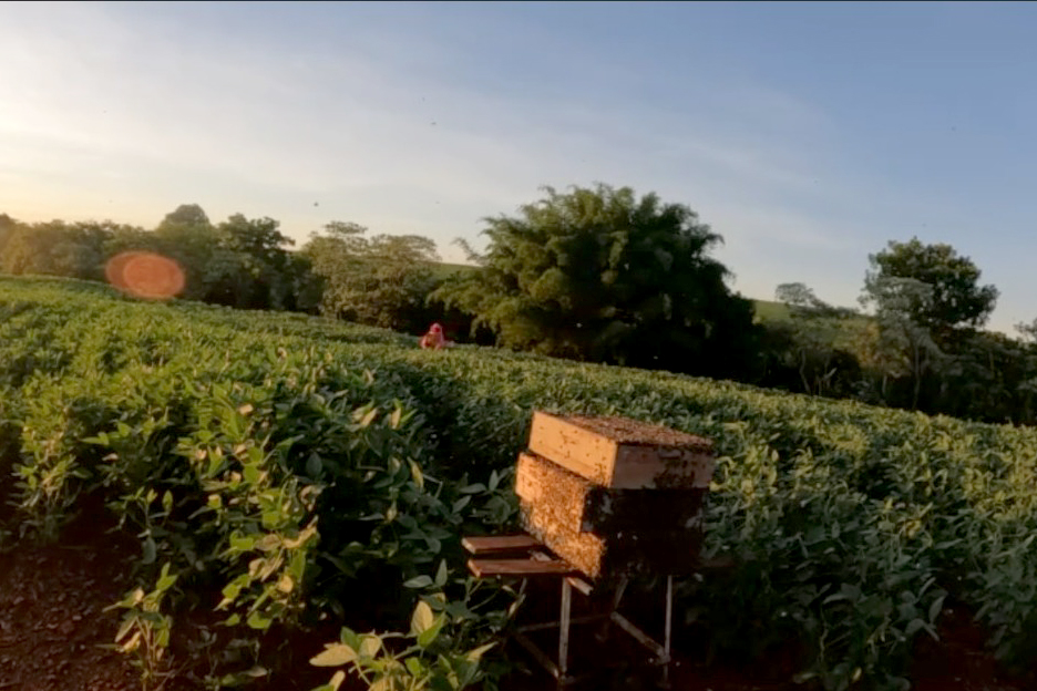 Com apoio do IDR-PR, abelhas produzem mel e aumentam produção de grãos no Noroeste