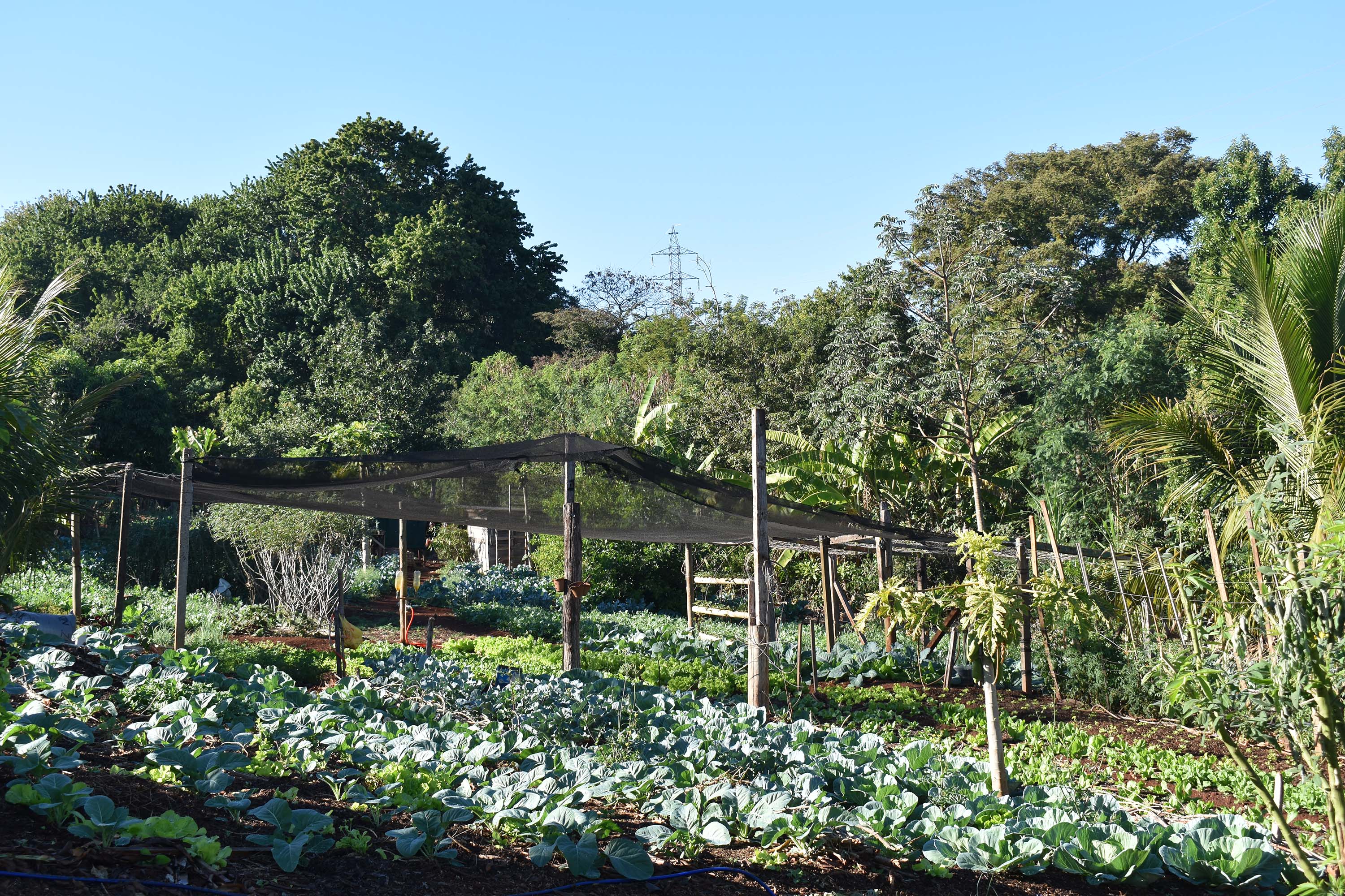 Horta comunitária sob linhas de alta tensão da Copel em Maringá recebe comitiva peruana