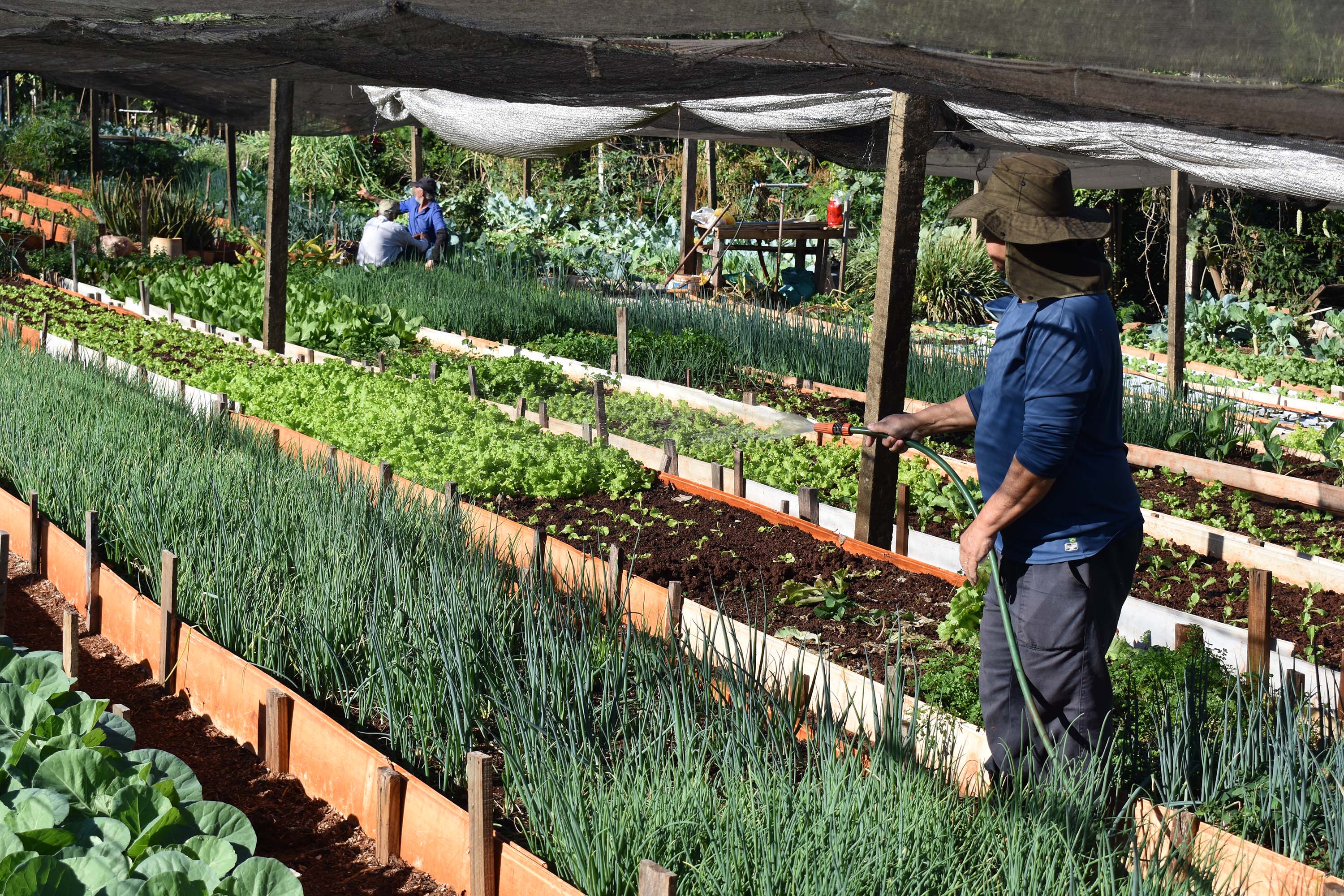 Horta comunitária sob linhas de alta tensão da Copel em Maringá recebe comitiva peruana