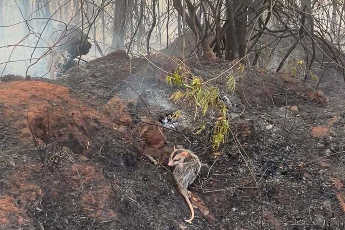 IAT fecha 2024 com 3.735 atendimentos à fauna silvestre no Paraná