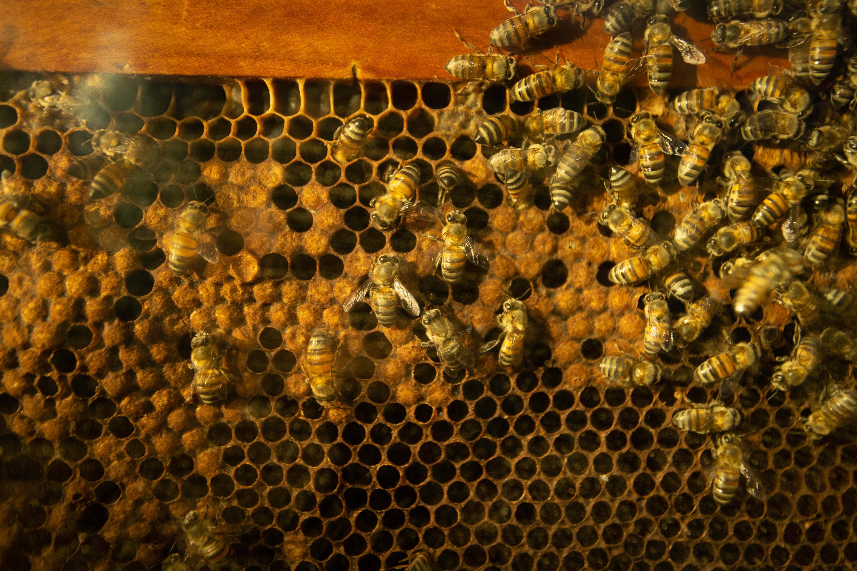 Perto de rio e áreas rurais, câmpus do Noroeste da UEM comemora 35 anos de pesquisas
