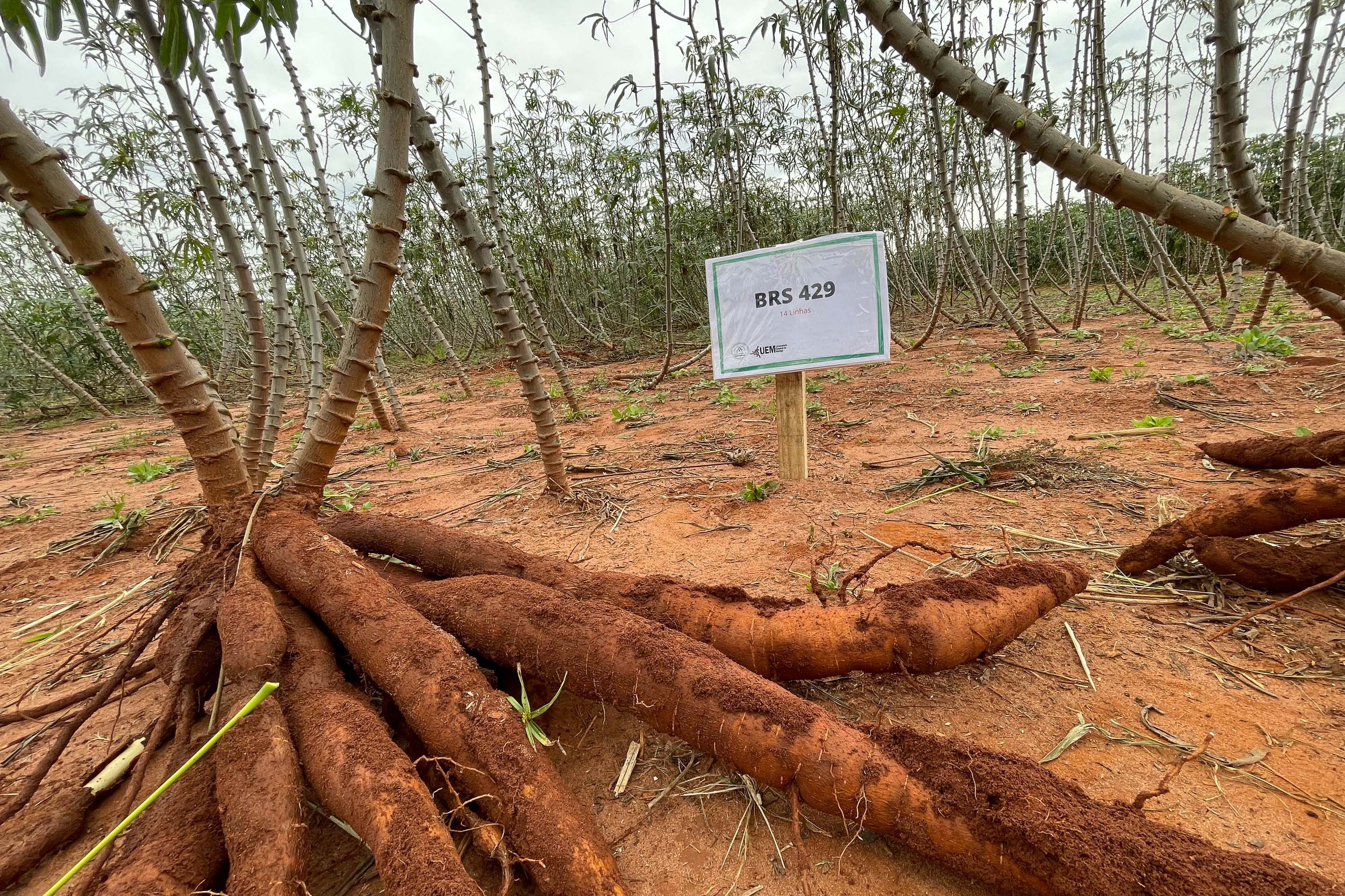 Perto de rio e áreas rurais, câmpus do Noroeste da UEM comemora 35 anos de pesquisas