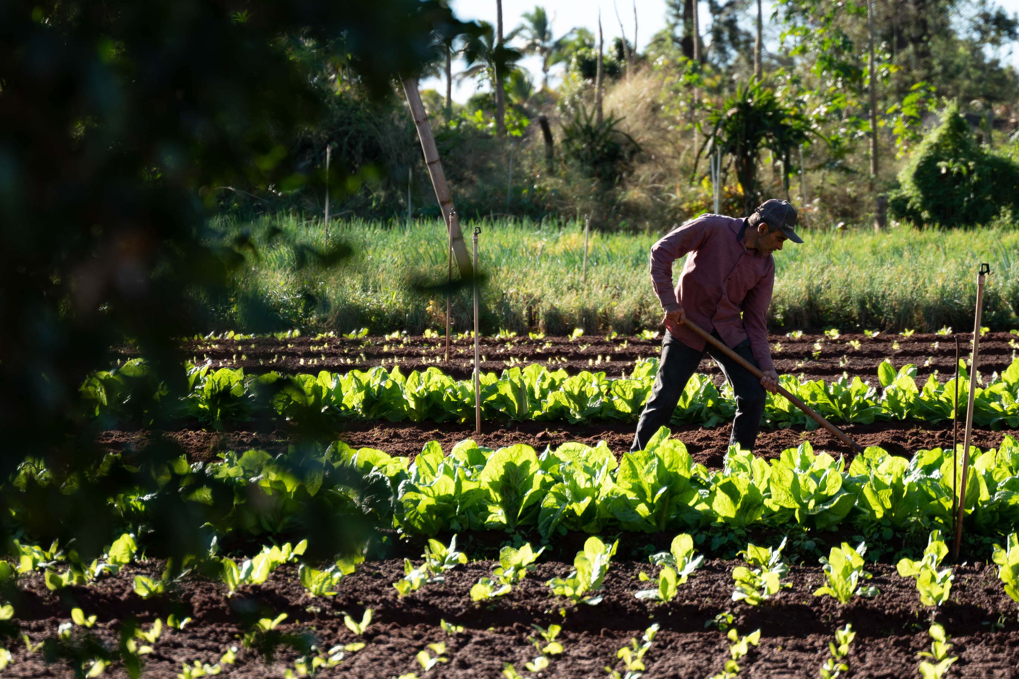Perto de rio e áreas rurais, câmpus do Noroeste da UEM comemora 35 anos de pesquisas