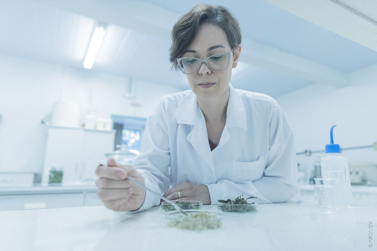 Mais da metade da pesquisa praticada na UEM é liderada por mulheres