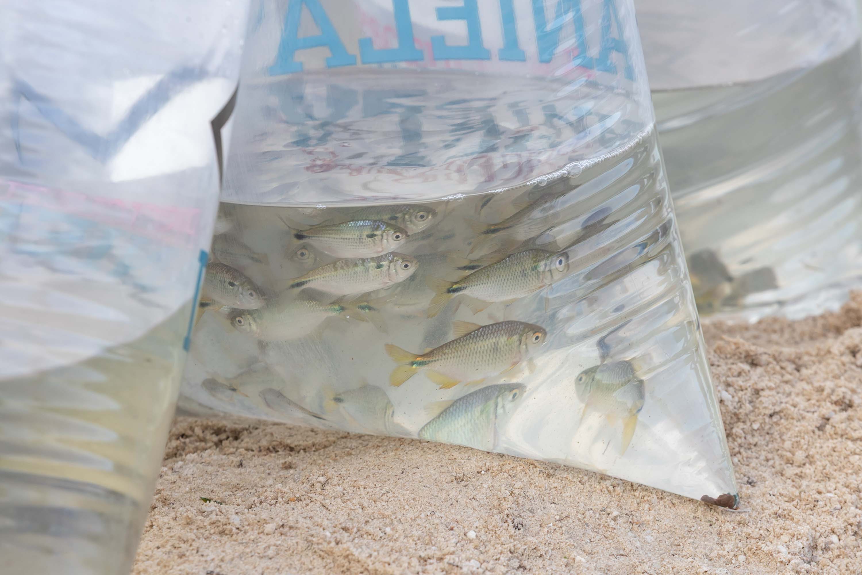 Estado repovoa Parque Passaúna em Curitiba com meio milhão de peixes nativos