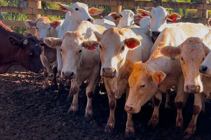 Melhoramento genético da raça Purunã deve ampliar oferta e elevar ainda mais qualidade da carne