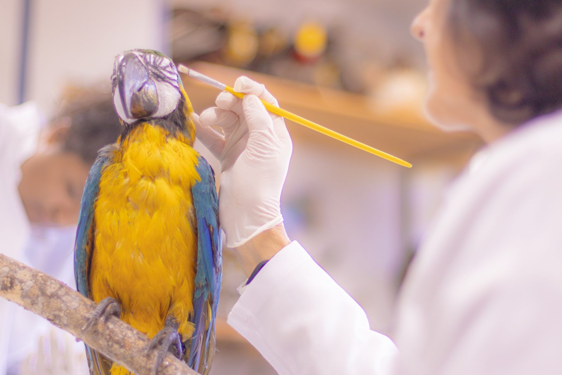 Pesquisa e ensino: Laboratório de Zoologia da UEPG tem mais de mil animais conservados