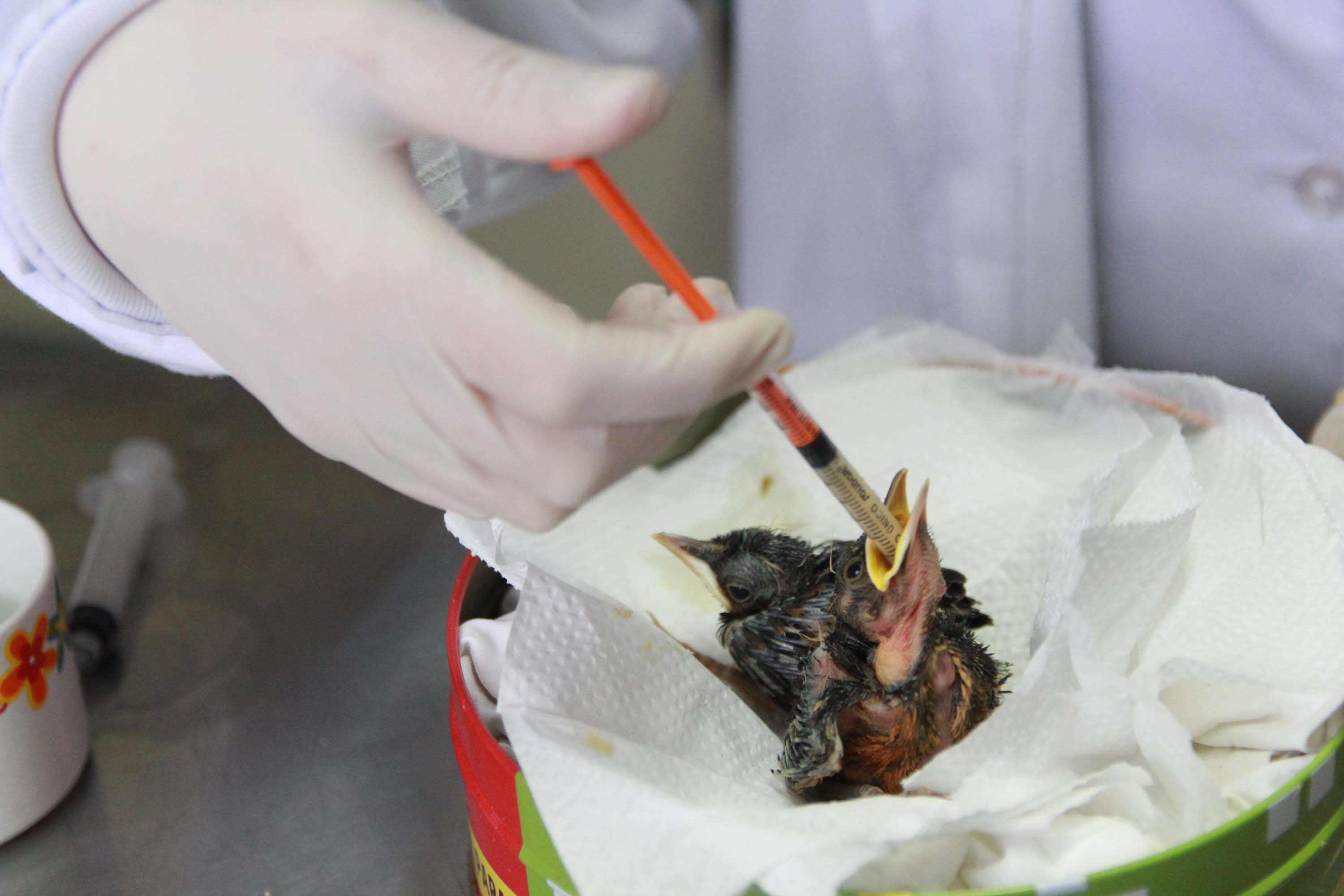 Rede de apoio: atendimento à fauna silvestre aumenta 61,3% em um ano no Paraná