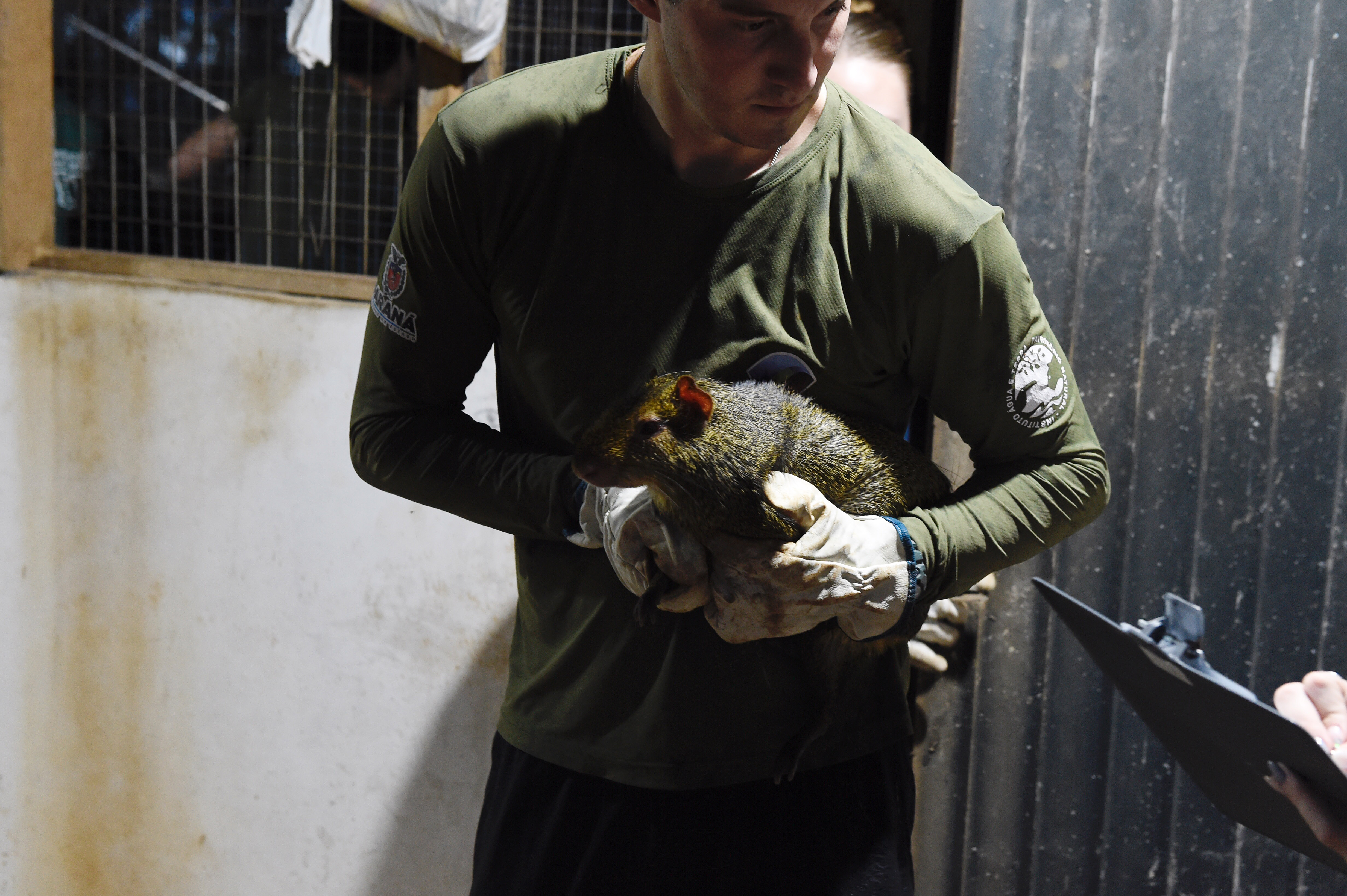 IAT resgata 29 cutias e 9 pacas de criadouro irregular em Cantagalo, no Centro-Sul