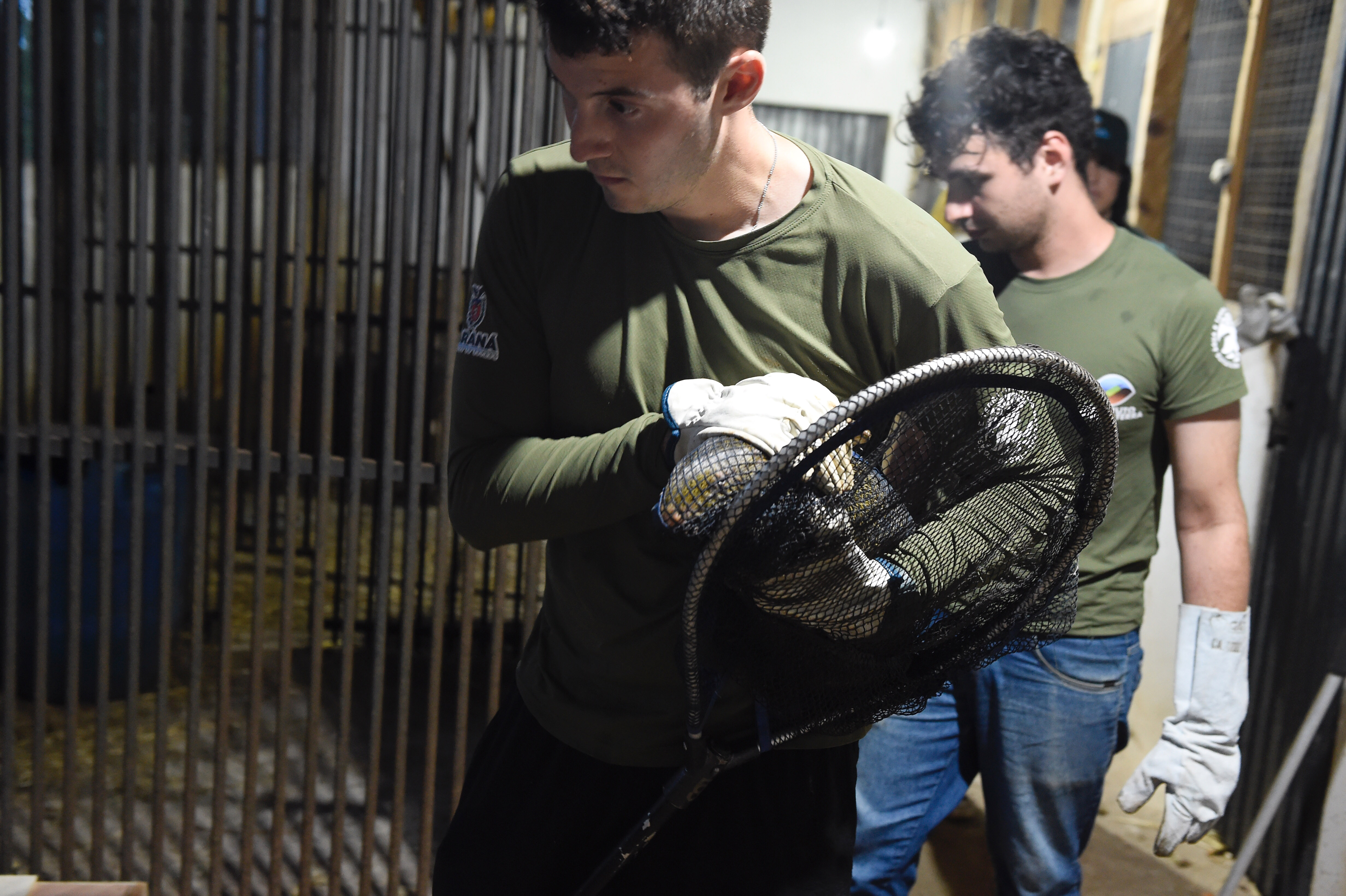 IAT resgata 29 cutias e 9 pacas de criadouro irregular em Cantagalo, no Centro-Sul