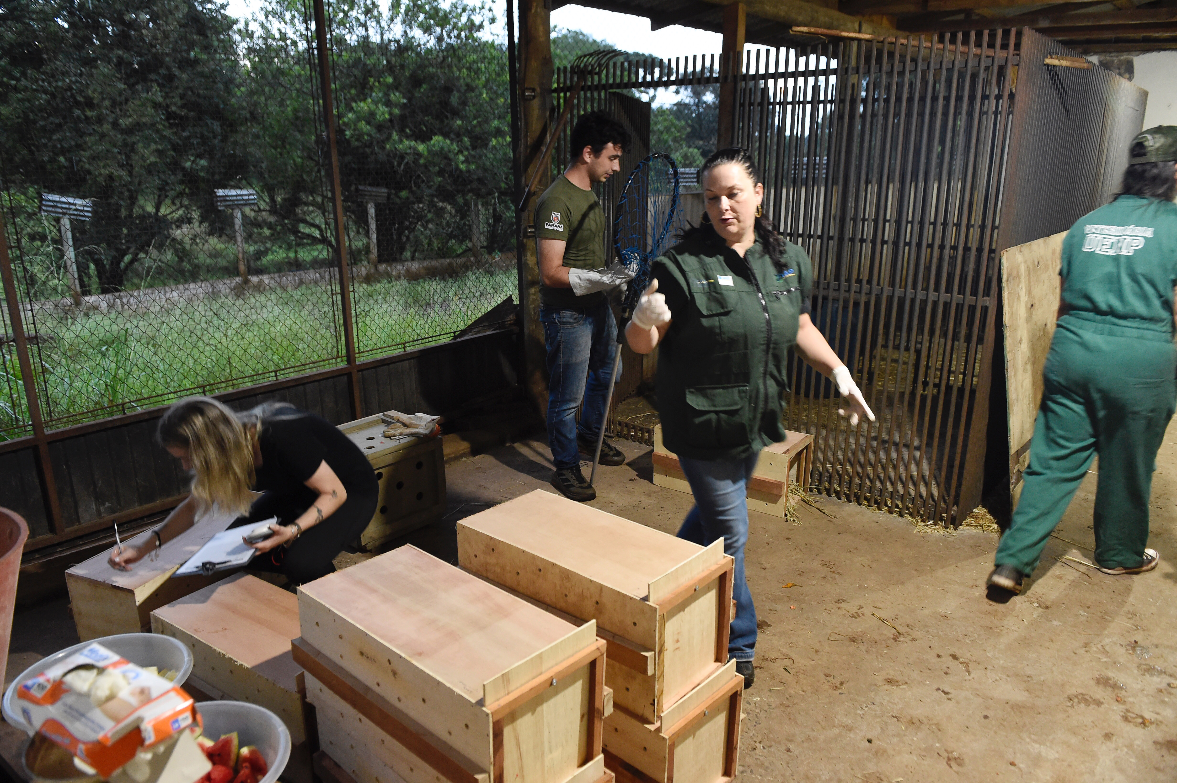 IAT resgata 29 cutias e 9 pacas de criadouro irregular em Cantagalo, no Centro-Sul