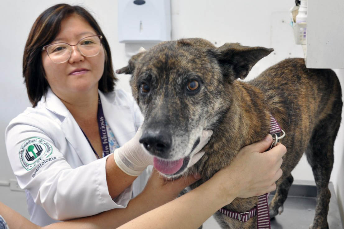 Universidades estaduais oferecem assistência a animais de pequeno e grande porte