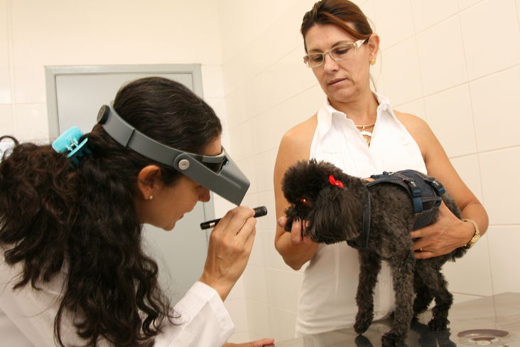 Hospital veterinário uel