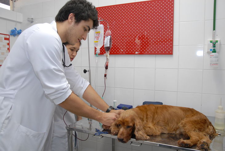 Hospital Veterinário UEL