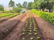 Projeto de Capacitação em Horticultura da UEM