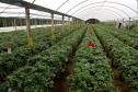Com foco no aumento da produtividade, Paraná lança Rede Morangos do Brasil