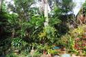 Projeto da UEL investiga potencial das plantas ornamentais da flora brasileira