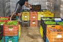 Líder nacional em alimentos orgânicos, Paraná investe para ampliar produção e consumo