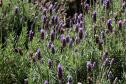 Turismo rural: governador sanciona lei que cria a Rota da Lavanda no Paraná