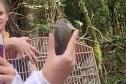 Veado, cachorro-do-mato e pássaros trinca-ferro retornam à natureza com suporte do IAT