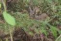Veado, cachorro-do-mato e pássaros trinca-ferro retornam à natureza com suporte do IAT