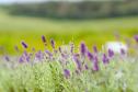 Turismo rural: governador sanciona lei que cria a Rota da Lavanda no Paraná