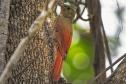Com registro de 138 espécies, UEL publica estudo sobre pássaros no Parque Nacional do Iguaçu