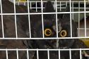Com reforço na fiscalização, aves silvestres são a classe mais atendida no CAFS de Guarapuava